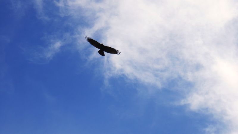 Ein Raubvogel fliegt am Himmel.