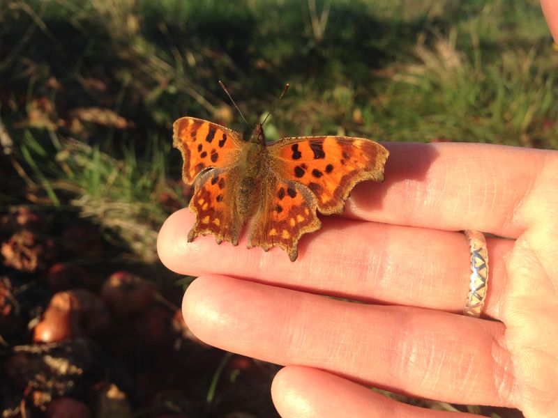 Ein Schmetterling sitzt auf einer Hand.