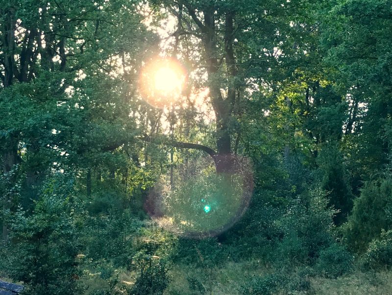 Die Sonne scheint durch Bäume im Wald.